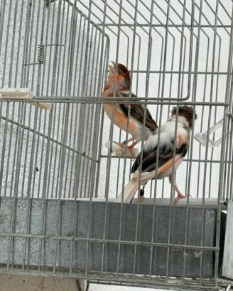Coppia di canarini portoghesi