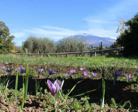 Terreno in contrada pecoraro