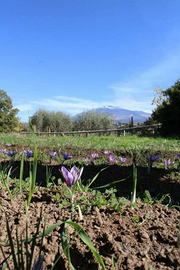 Terreno in contrada pecoraro