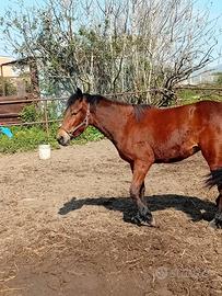 Puledra mini trotter