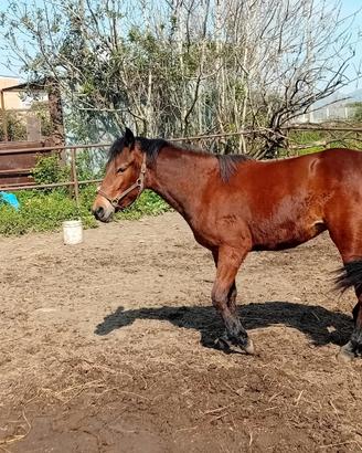 Puledra mini trotter