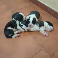 Cuccioli di San Bernardo