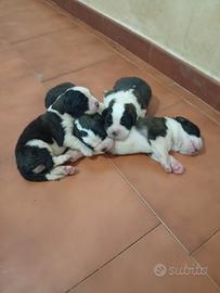 Cuccioli di San Bernardo