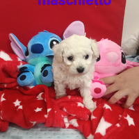 Cucciolo di barboncino Toy bianco