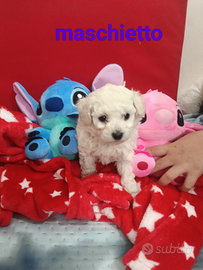 Cucciolo di barboncino Toy bianco