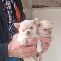 Stupendi cuccioli di chiuaua maschio e femmina min