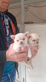Stupendi cuccioli di chiuaua maschio e femmina min
