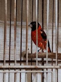 Cardinalino del Venezuela