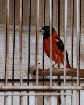 Cardinalino del Venezuela