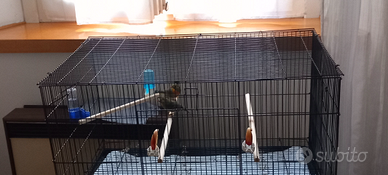 Usignoli del giappone