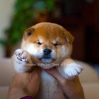 Meravigliosi cuccioli di Shiba inu con pedigree