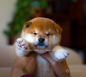 Meravigliosi cuccioli di Shiba inu con pedigree