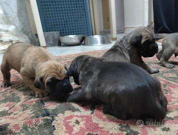 Cucciolata Cane Corso