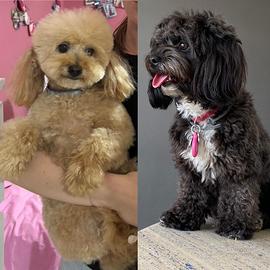 Cucciolata "MALTIPOO"