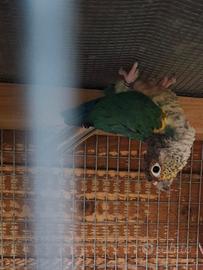 Pyrrhura molinae maschio