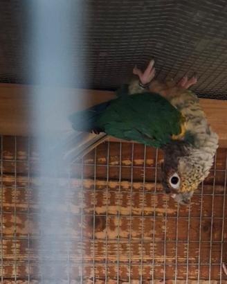 Pyrrhura molinae maschio