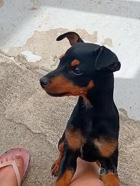 Cuccioli pincher