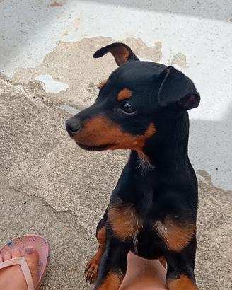 Cuccioli pincher