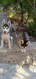Husky  femmina