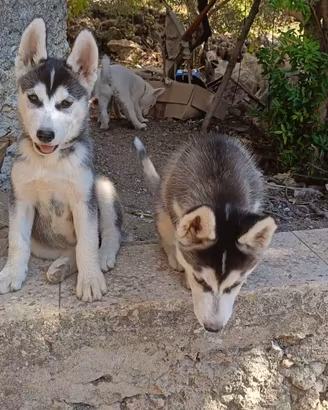 Husky  femmina