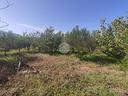 ter-agricolo-a-misilmeri