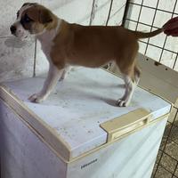 Pitbull