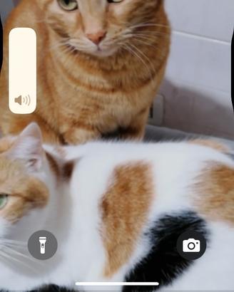 Gattini meravigliosi