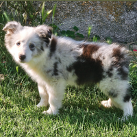 Border collie cucciolo blue merle