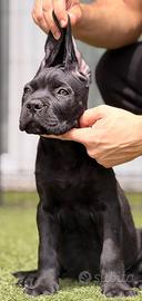 Cuccioli cane corso con pedigree