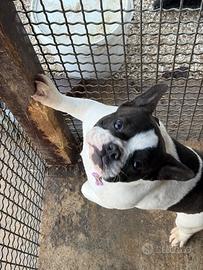 Bulldog francese