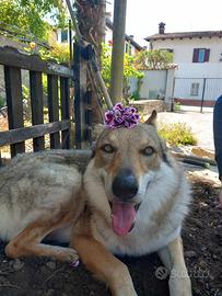Ares Cane Lupo Cecoslovacco maschio 4 anni e mezzo