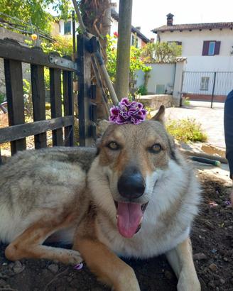 Ares Cane Lupo Cecoslovacco maschio 4 anni e mezzo