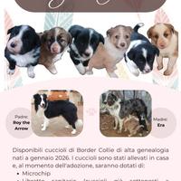 Cuccioli di Border Collie