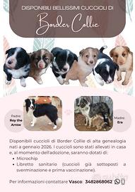 Cuccioli di Border Collie