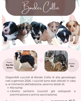 Cuccioli di Border Collie