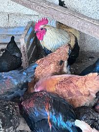 Avicoli Galli e galline