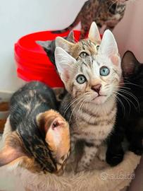 Cuccioli pura razza Bengala