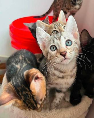 Cuccioli pura razza Bengala