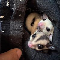 Petauro dello zucchero