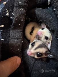 Petauro dello zucchero