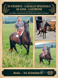 Cavallo