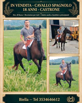 Cavallo