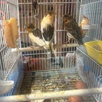 Novelli 2026 di Arlecchino portoghese