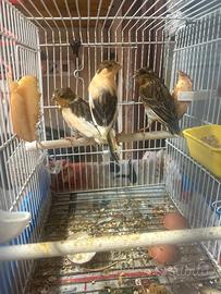 Novelli 2026 di Arlecchino portoghese