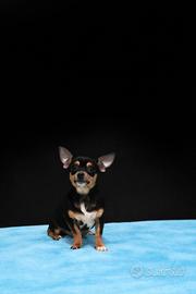 Cucciolo di chihuahua