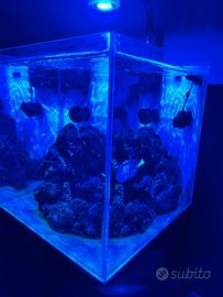 Acquario marino completo