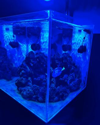 Acquario marino completo
