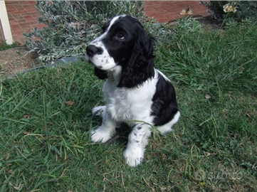 Cocker spaniel inglese femmina bianco e nero 1 ann