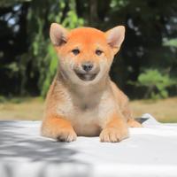 Cucciolo maschio di Shiba Inu rosso