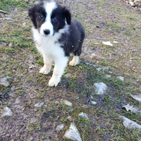 Cuccioli border collie Paradise Puppy